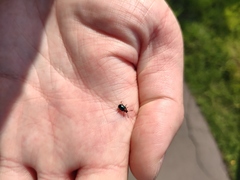 Gastrophysa polygoni