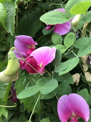 Lathyrus grandiflorus