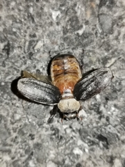 Aplidia transversa transversa