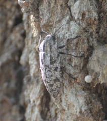 Polycesta