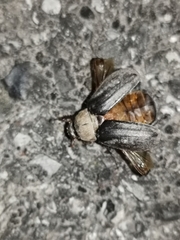 Aplidia transversa transversa