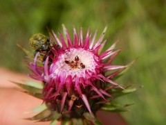 Crematogaster sordidula