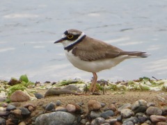 Charadrius dubius