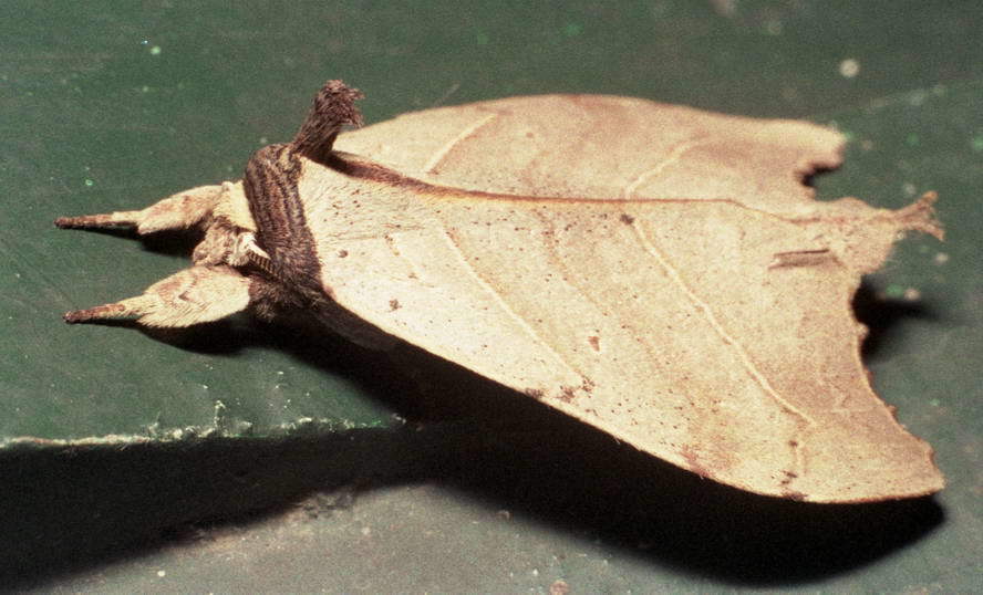 Pseudobarobata