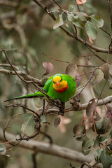 Polytelis swainsonii