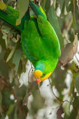 Polytelis swainsonii