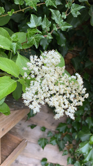 Sambucus nigra