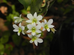 Dendrobium ovatum