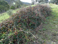 Rubus leucostachys