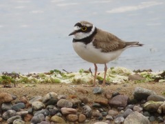 Charadrius dubius