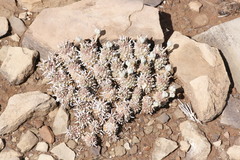 Euphorbia braunsii