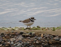 Charadrius dubius