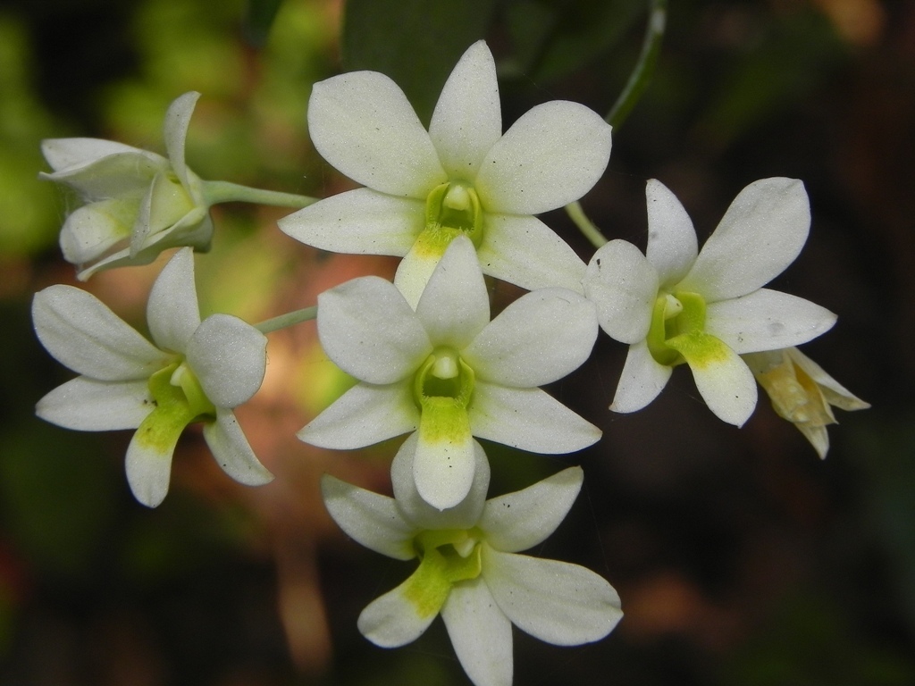 Dendrobium ovatum (L.) Kraenzl.