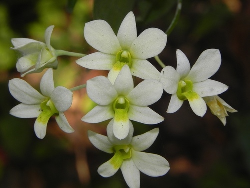 Green Lipped Dendrobium