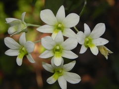 Dendrobium ovatum