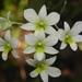 Green Lipped Dendrobium - Photo (c) S.MORE, some rights reserved (CC BY-NC), uploaded by S.MORE