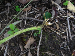Rubus leucostachys