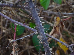 Rubus leucostachys