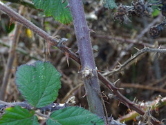 Rubus leucostachys