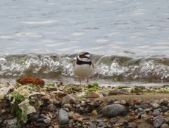 Charadrius dubius