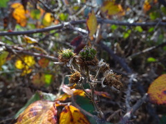 Rubus leucostachys