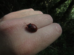 Botanochara macularia