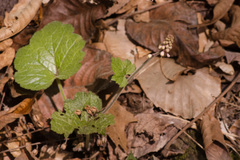 Tiarella