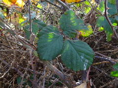 Rubus leucostachys