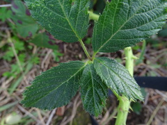 Rubus leucostachys