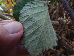 Rubus leucostachys