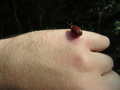 Botanochara macularia