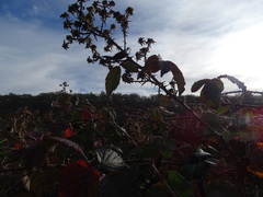 Rubus leucostachys