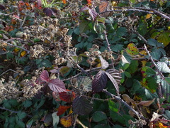 Rubus leucostachys