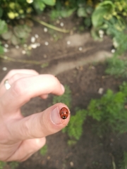 Coccinella septempunctata