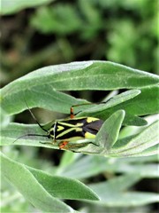 Brachycoleus decolor