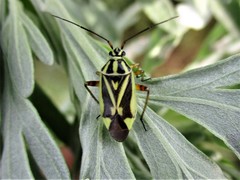 Brachycoleus decolor