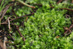 Lophocolea semiteres