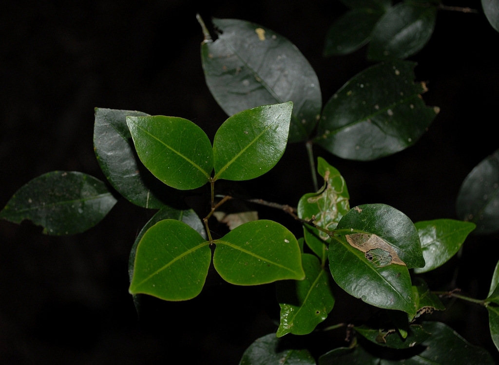 twin leaf tuckeroo
