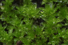 Bryum dichotomum