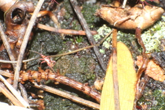 Setocoris