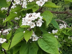 Catalpa bignonioides