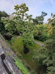 Catalpa bignonioides