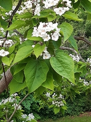 Catalpa bignonioides
