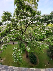 Catalpa bignonioides