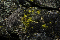 Candelariella antennaria