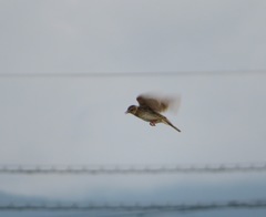 Alauda arvensis japonica