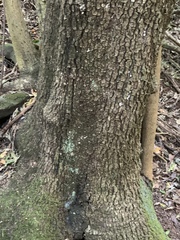 Englerophytum natalense