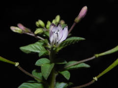 Cleome rutidosperma