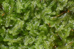 Chiloscyphus pallescens