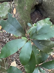 Englerophytum natalense